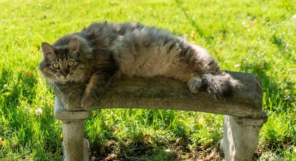 Allt du behöver veta om att äga en Maine Coon-katt i Singapore