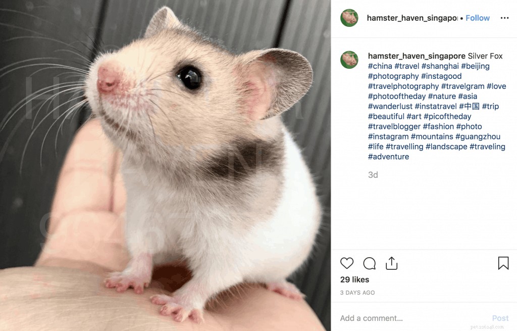Adoption av hamster i Singapore:5 bästa plattformarna att adoptera + viktiga hamsterfakta