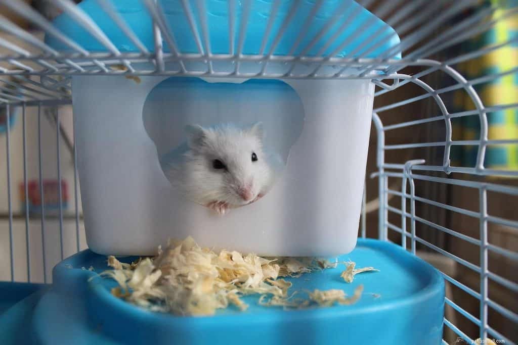 Adoption des hamsters à Singapour :5 meilleures plateformes à adopter + faits importants sur les hamsters