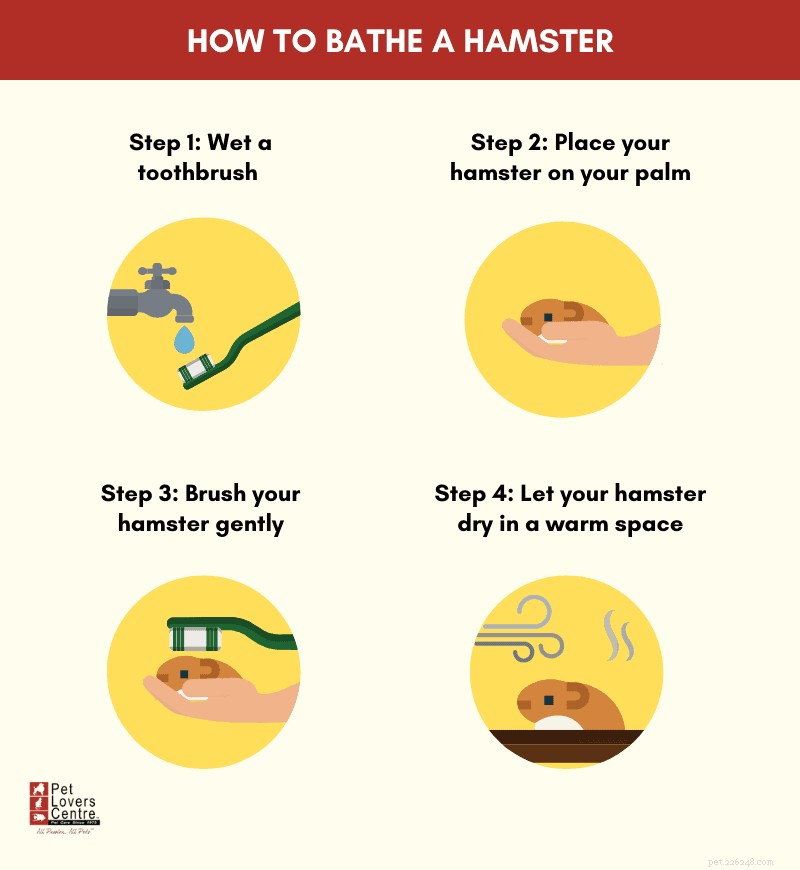 Como dar banho em um hamster com segurança:5 métodos simples com instruções passo a passo