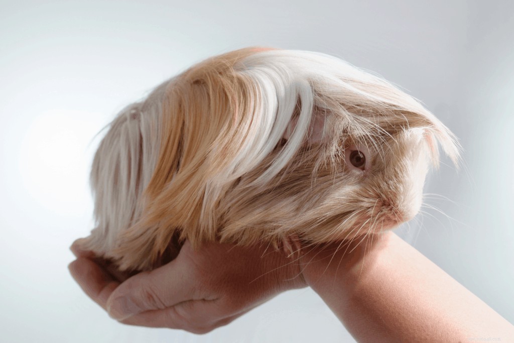 11 types de races de cochons d Inde à Singapour avec types de personnalité et conseils d experts