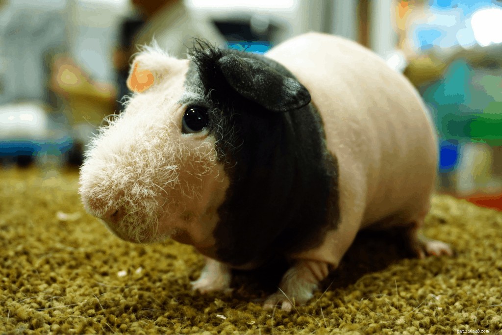11 types de races de cochons d Inde à Singapour avec types de personnalité et conseils d experts