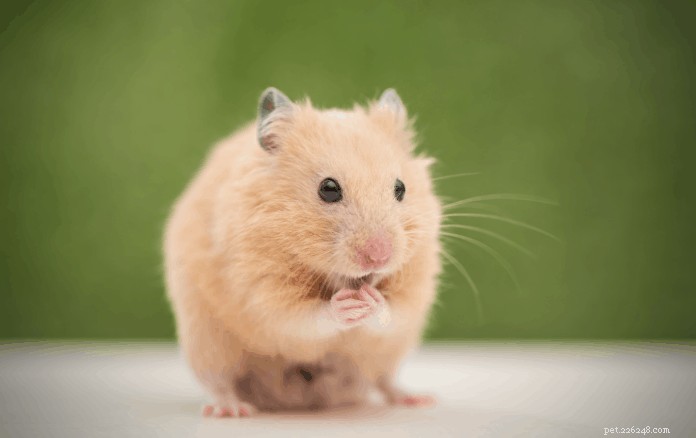 Kan hamstrar äta vindruvor? – Råd och tips från husdjursexperter