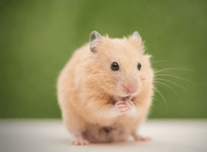 Os hamsters podem comer uvas? – Conselhos e dicas de especialistas em animais de estimação