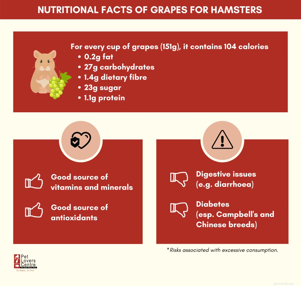 Les hamsters peuvent-ils manger du raisin ? - Conseils et astuces d experts en animaux de compagnie