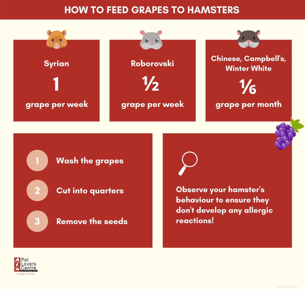 Os hamsters podem comer uvas? – Conselhos e dicas de especialistas em animais de estimação