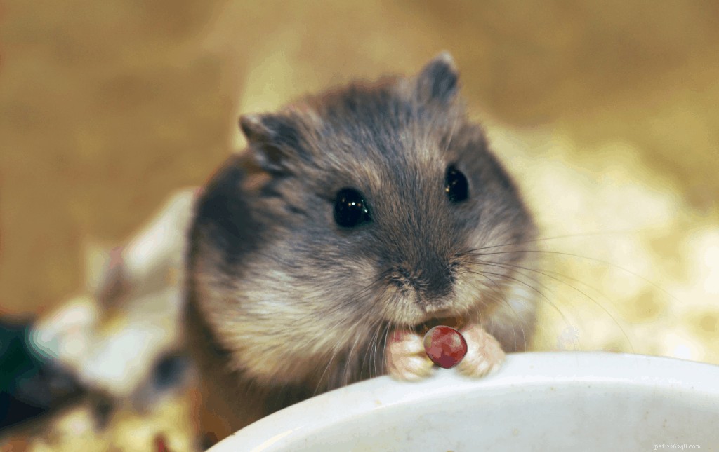 Kan hamstrar äta vindruvor? – Råd och tips från husdjursexperter