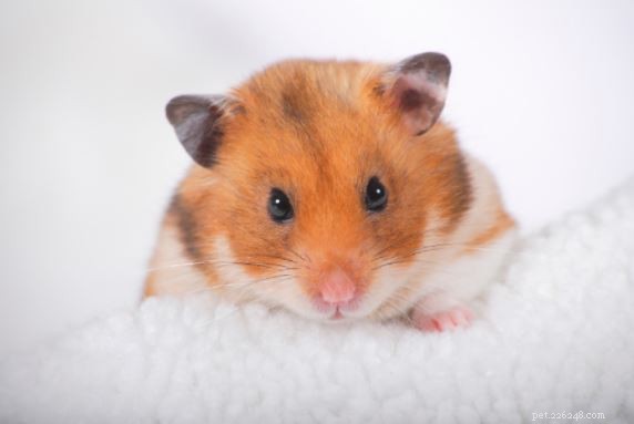 Wat kunnen hamsters eten? – Advies en tips van huisdierexperts