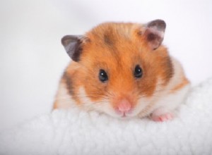 O que os hamsters podem comer? – Conselhos e dicas de especialistas em animais de estimação