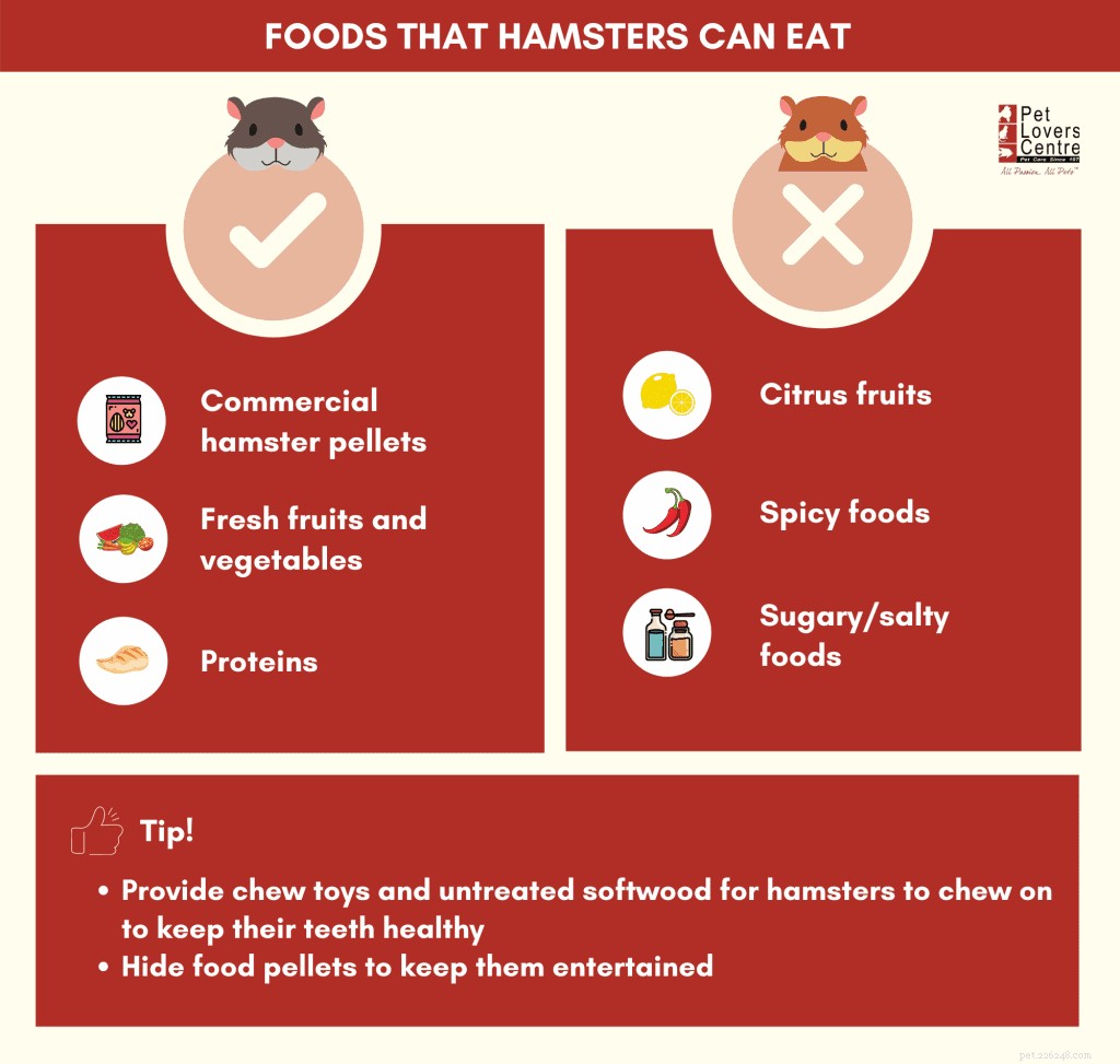 Vad kan hamstrar äta? – Råd och tips från husdjursexperter