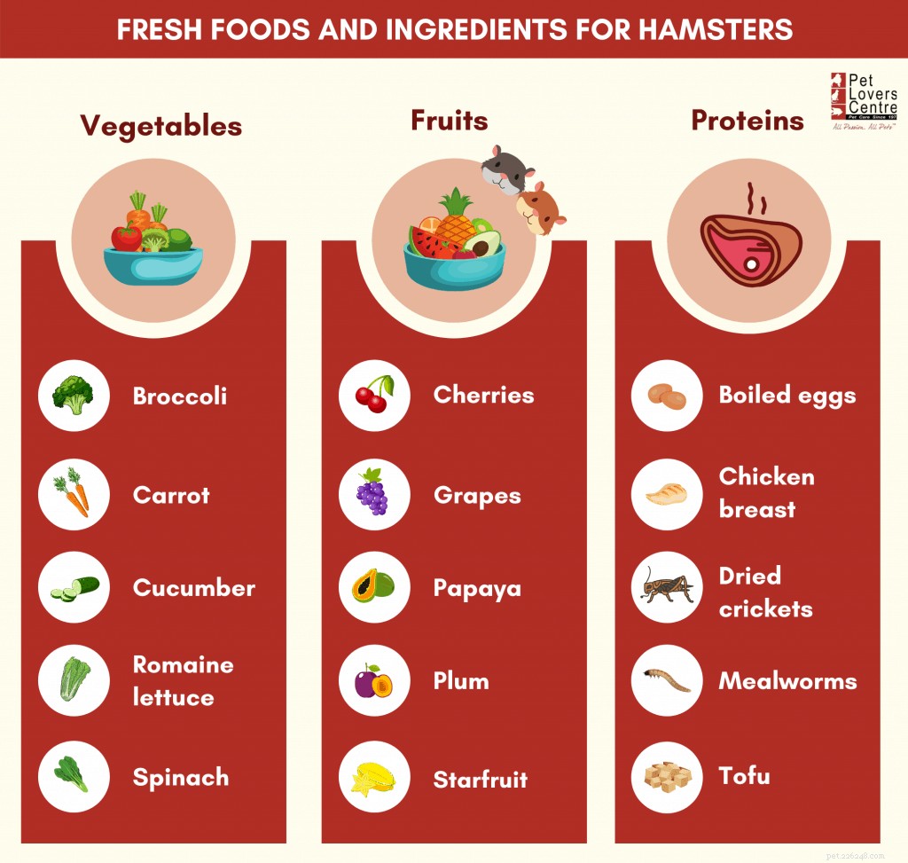 Que peuvent manger les hamsters ? - Conseils et astuces d experts en animaux de compagnie