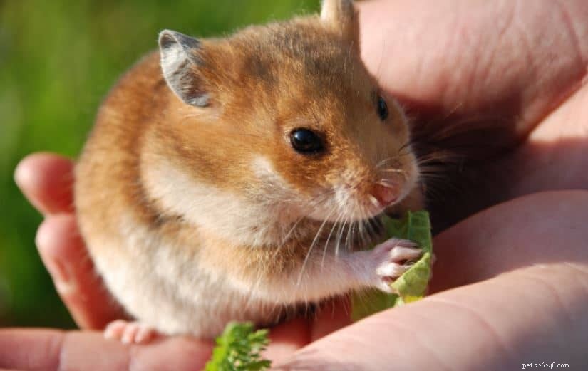 Que peuvent manger les hamsters ? - Conseils et astuces d experts en animaux de compagnie