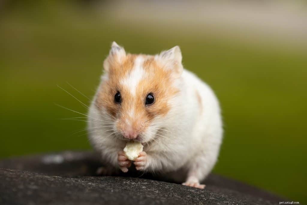 Vad kan hamstrar äta? – Råd och tips från husdjursexperter