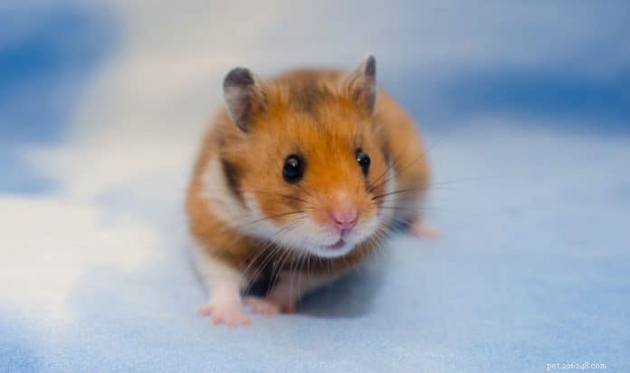 Manter e cuidar de hamsters sírios como animais de estimação em Cingapura