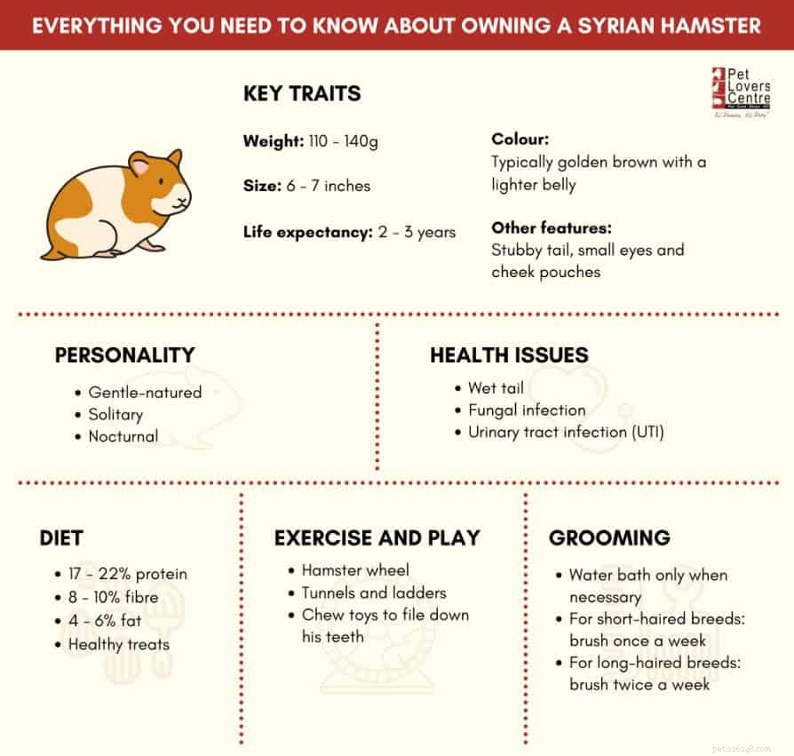 Élever et soigner des hamsters syriens comme animaux de compagnie à Singapour