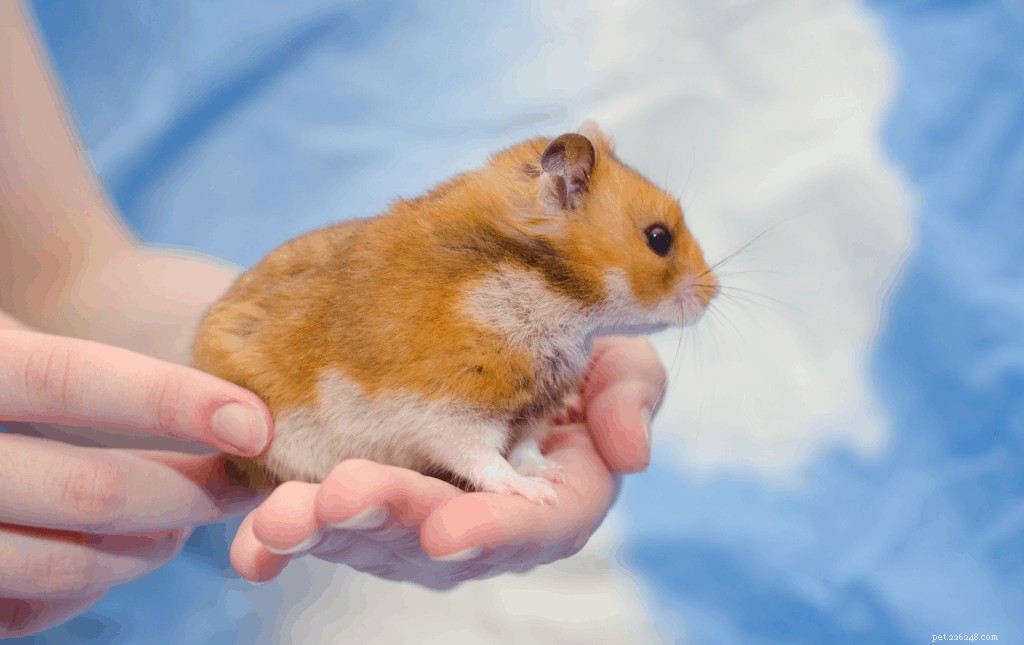 Syrische hamsters als huisdier houden en verzorgen in Singapore