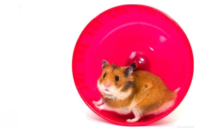 Élever et soigner des hamsters syriens comme animaux de compagnie à Singapour