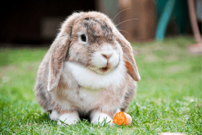 Вирус геморрагической болезни кроликов
