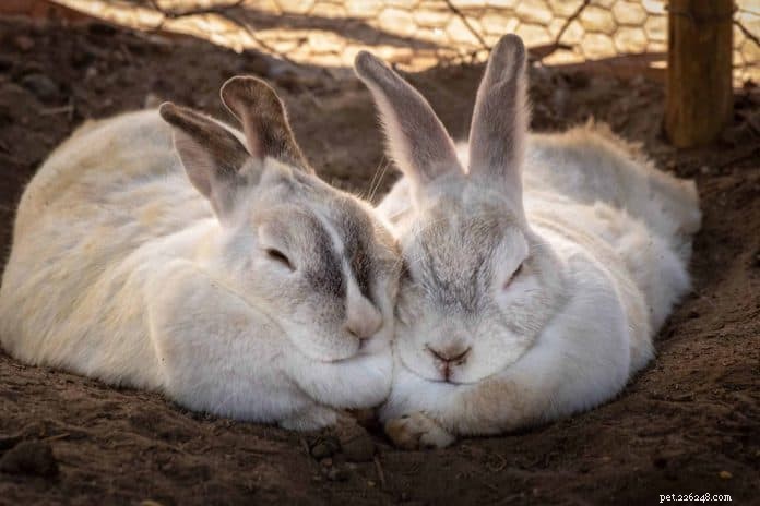 Adozione del coniglio a Singapore:6 luoghi per adottare un compagno peloso + cose che devi sapere