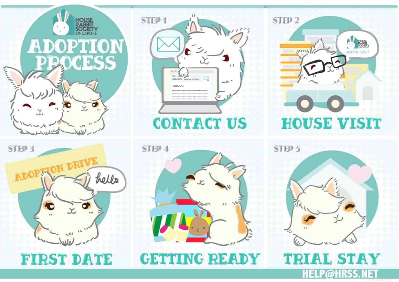 Adopce králíka v Singapuru:6 míst k adopci chlupatého společníka + věci, které musíte vědět
