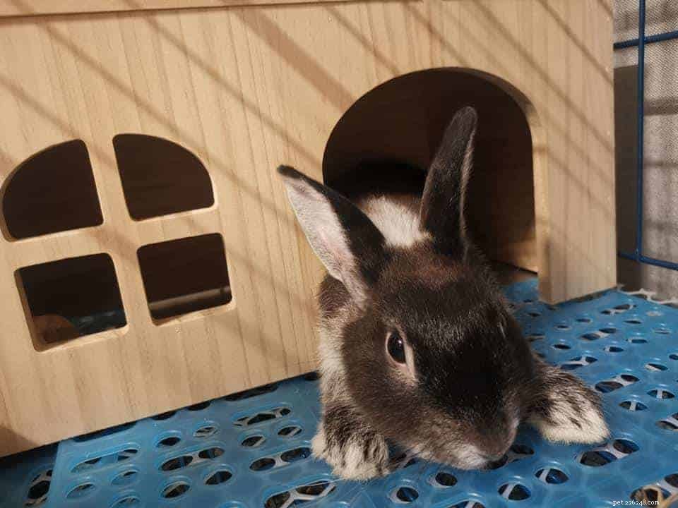 Adoption d un lapin à Singapour :6 endroits où adopter un compagnon à fourrure + ce que vous devez savoir