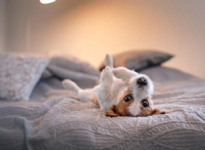 Jak uklidnit štěně v noci:Šest tipů, které můžete vyzkoušet