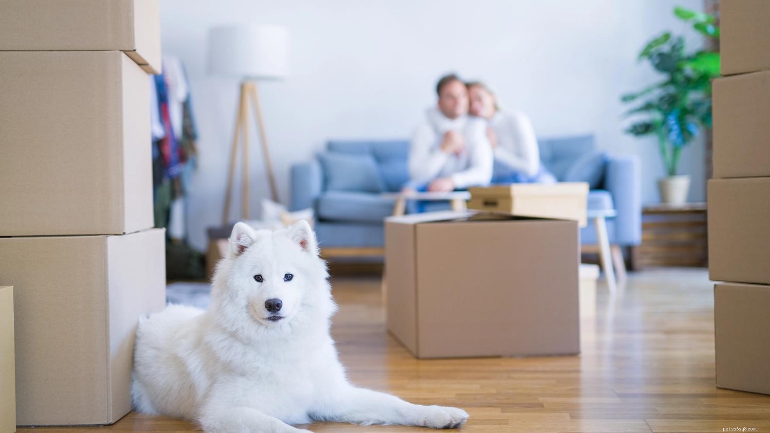 Verhuizen met een hond:tips om ze rustig te houden