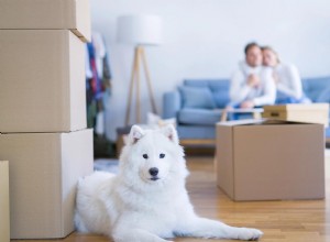 Stěhování se psem:Tipy, jak je udržet v klidu