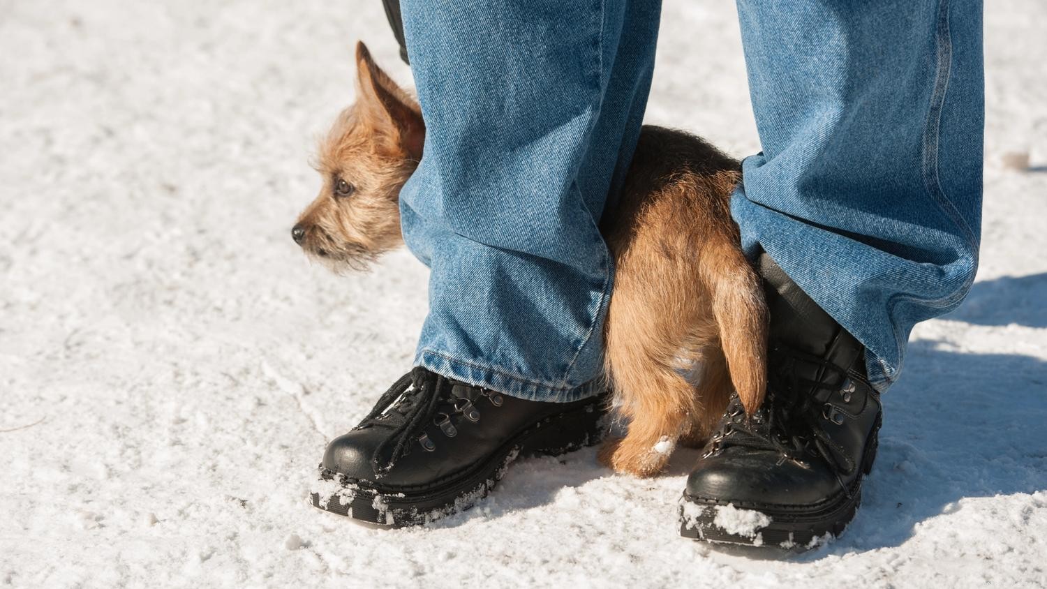 Comment aider un chien timide :8 conseils pour le sortir de sa coquille