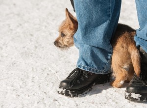 Jak pomoci plachému psovi:8 tipů, jak je dostat z ulity