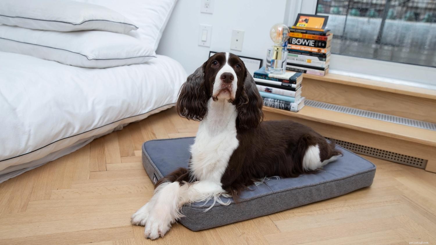 犬はいくつの犬用ベッドを持っている必要がありますか？ガイド 