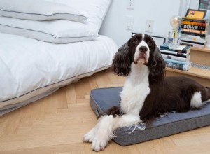 개는 몇 개의 침대를 가져야 합니까? 가이드