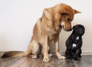あなたの犬に新しい犬を紹介する方法：ガイド 