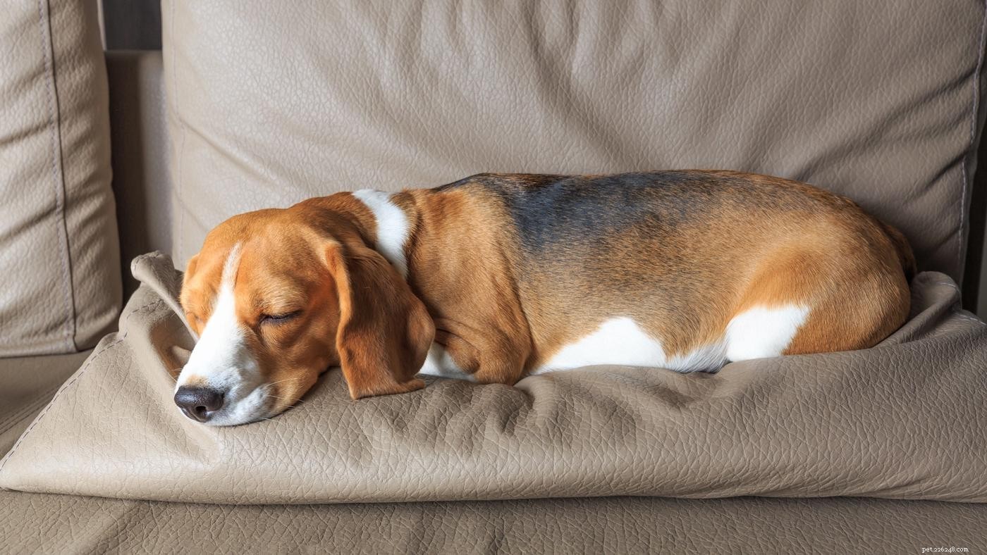 Puppy-slaapschema:alles wat u moet weten