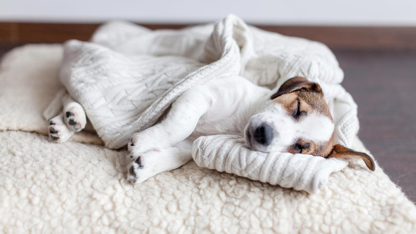 Programma del sonno dei cuccioli:tutto ciò che devi sapere