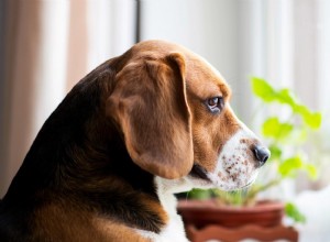 Почему собаки боятся грома и что можно сделать?