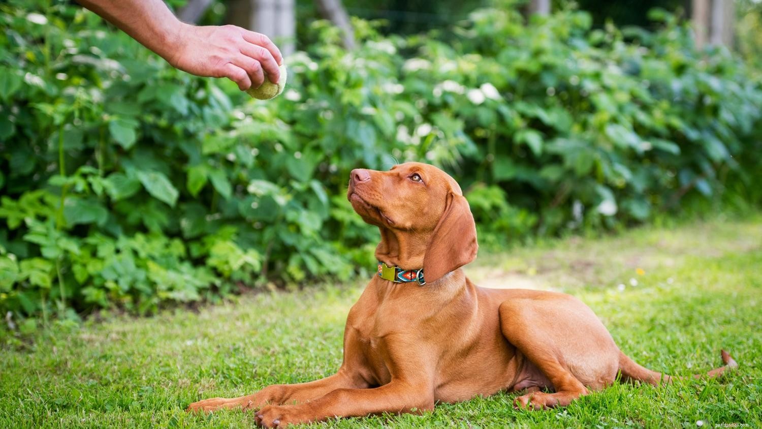 Hoe leer je je hond liggen:een gids