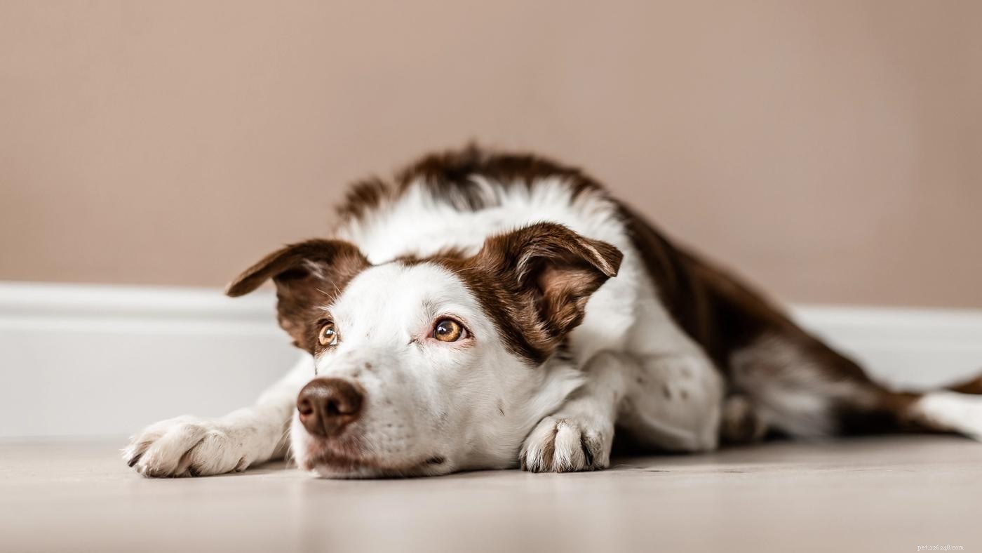 Hoe leer je je hond liggen:een gids