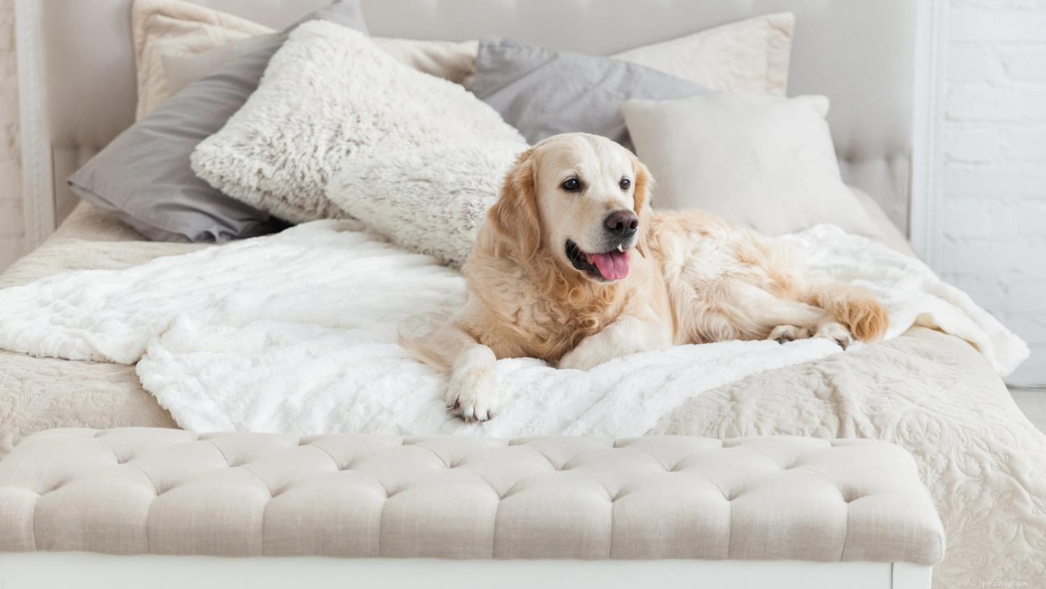 Hoe u de hond van uw bed houdt:een trainingsgids