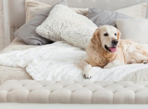 犬をベッドから遠ざける方法：トレーニングガイド 