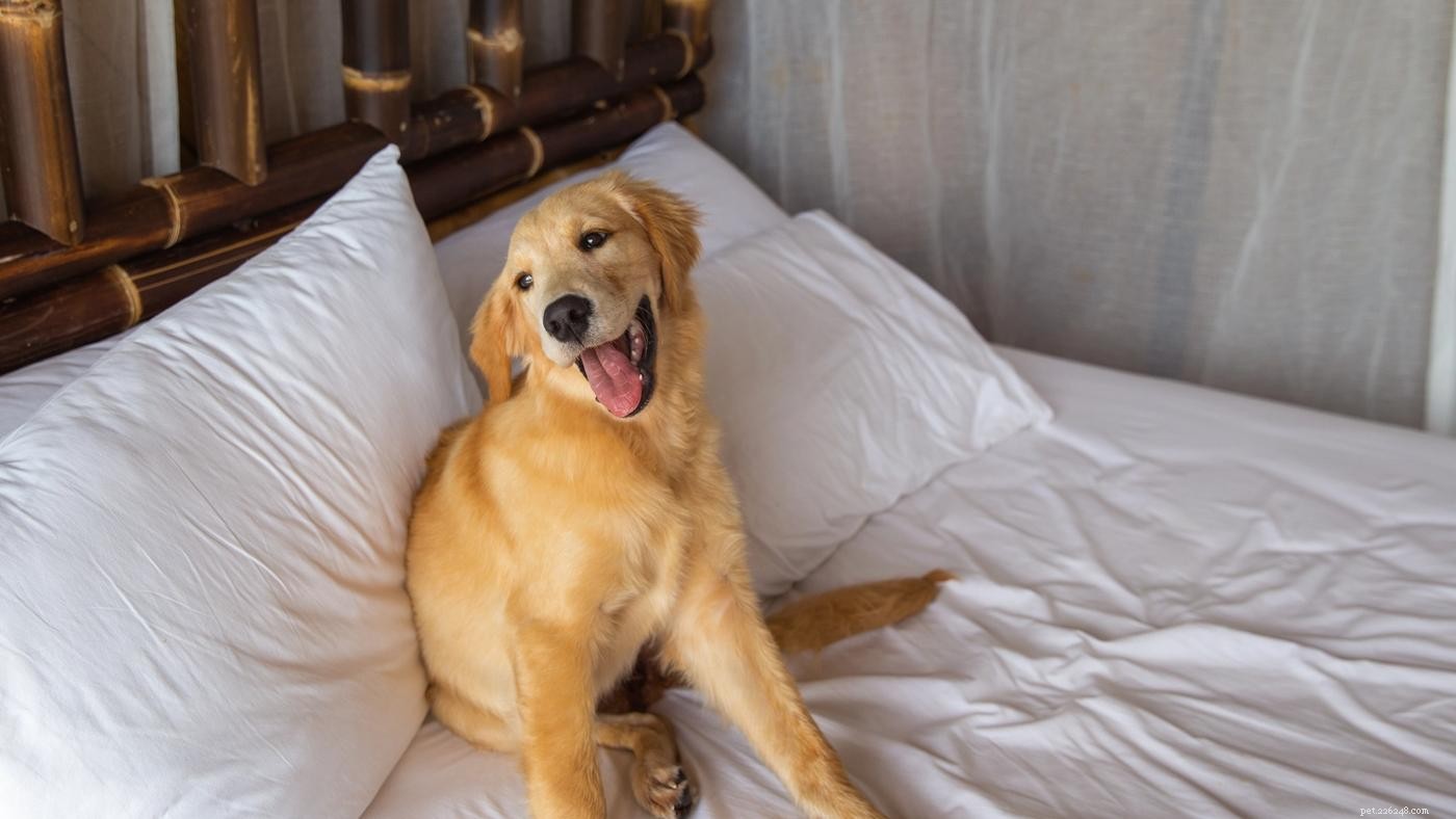 개를 침대에서 떨어뜨리는 방법:훈련 가이드
