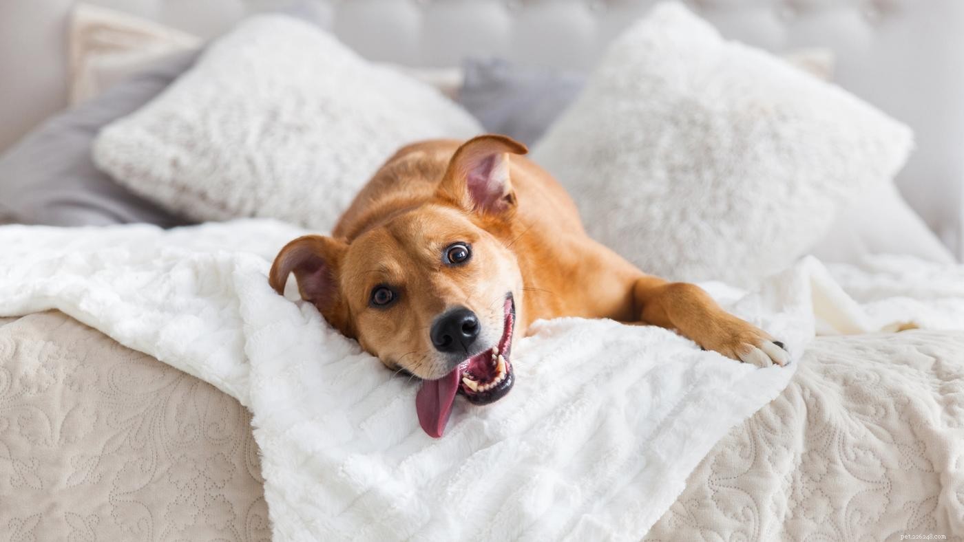 Как отвадить собаку от кровати:учебное пособие