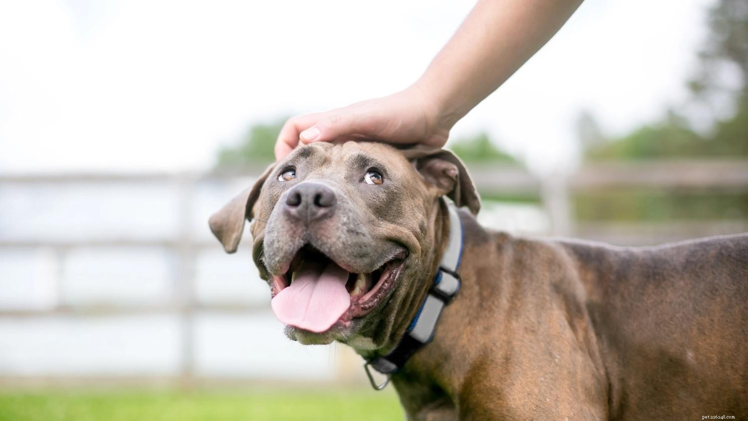 Cão sensível ao toque:Guia de treinamento de cães