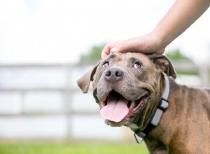 触るのに敏感な犬：犬のトレーニングガイド 