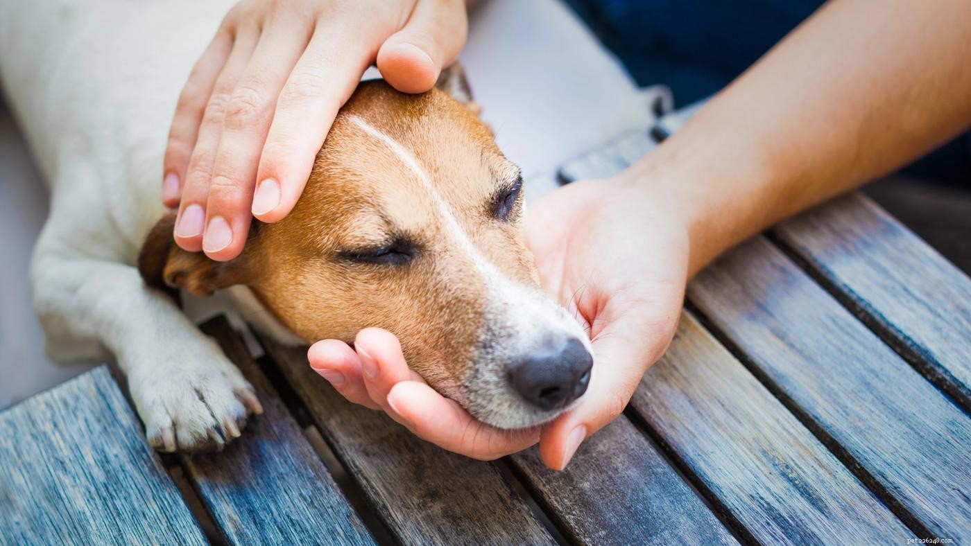 触るのに敏感な犬：犬のトレーニングガイド 