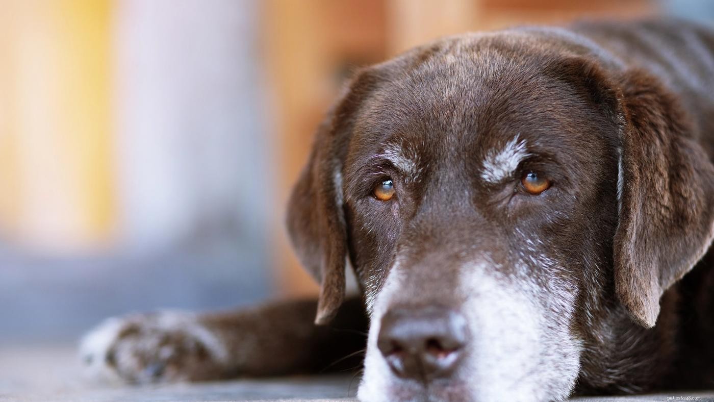 Trénink bedny pro staršího psa:Sedm užitečných tipů