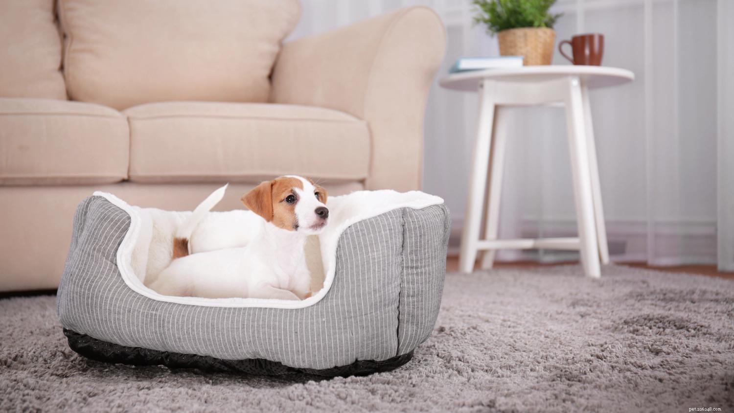 Pourquoi les chiens creusent-ils dans leur lit et est-ce normal ?