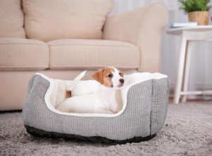 Proč psi hrabou ve svých postelích a je to normální?