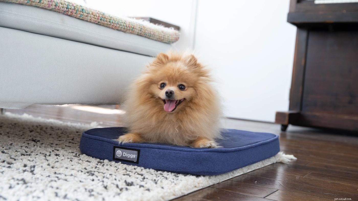 Waarom graven honden in hun bed en is dat normaal?