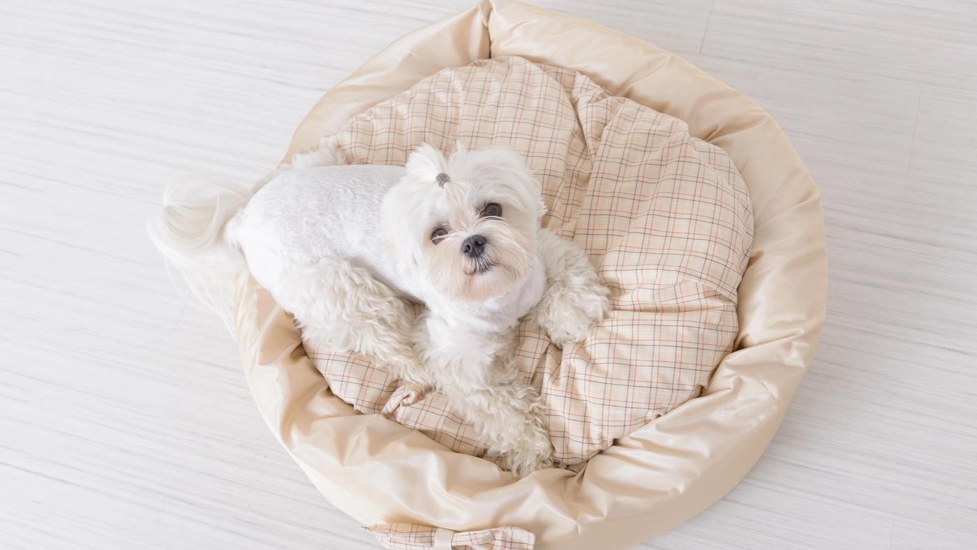 Waarom graven honden in hun bed en is dat normaal?